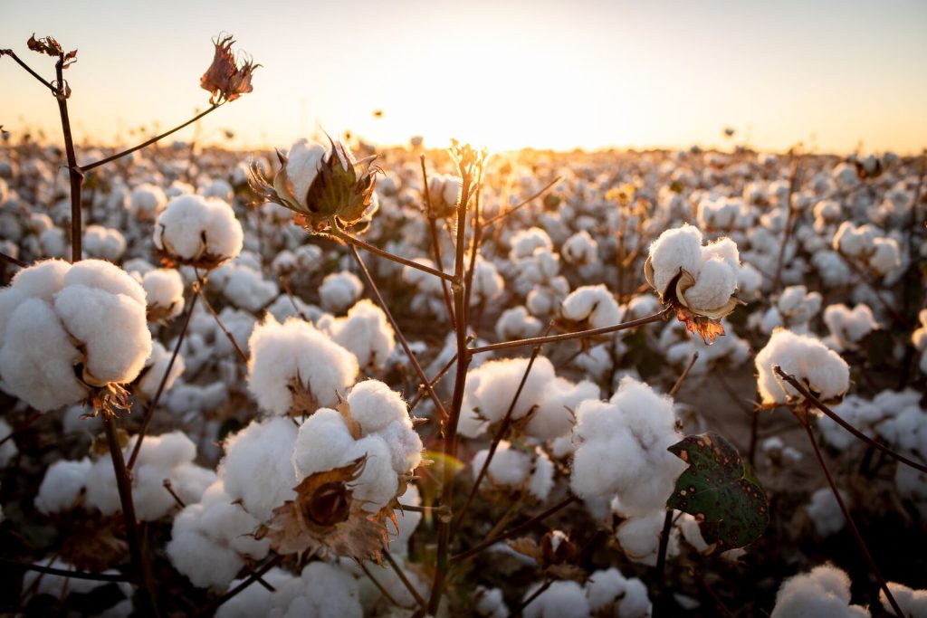 Who Has The Best Quality Cotton In The World 1024x683